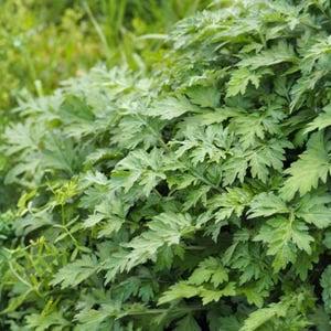 Yomogi Japanese Mugwort Leaves