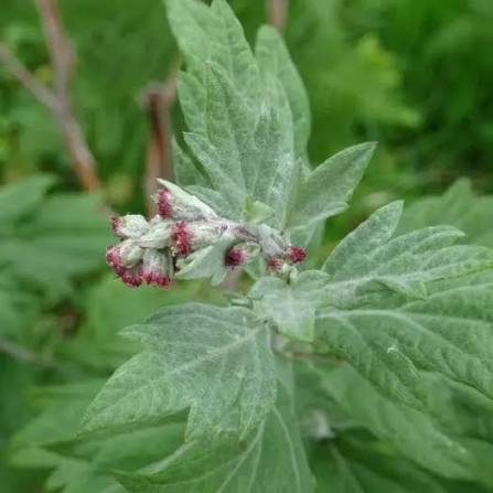 Yomogi Japanese Mugwort Leaves