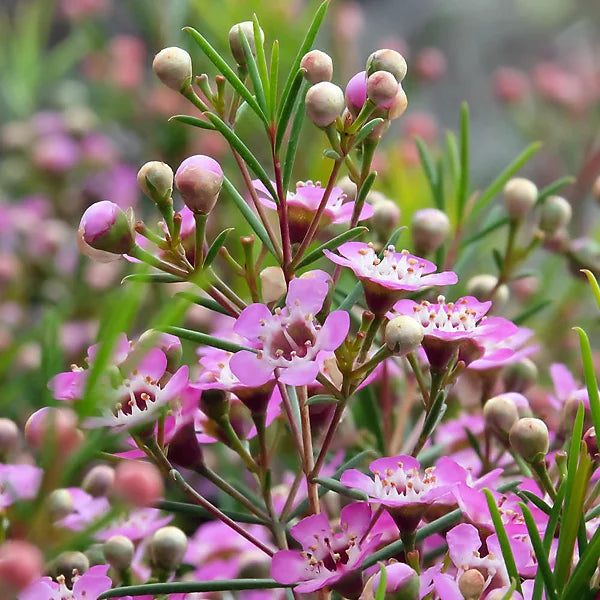 Chamelaucium flower seeds