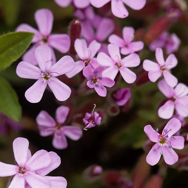 Pink Saponaria flower seeds