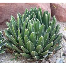  Young Agave Victoriae Seedlings Growing in Container 