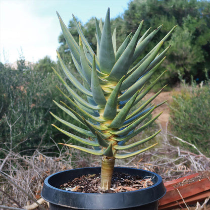  Mature Aloe Dichotoma with Branching Tree Form 