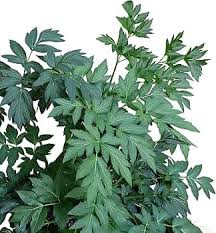 Ashitaba Growing in Kitchen Garden