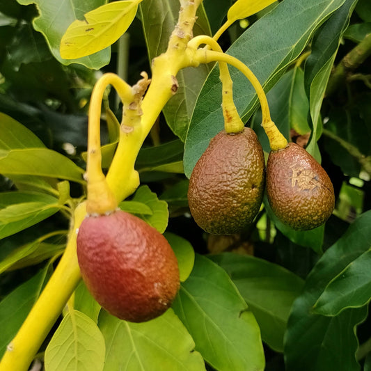 Cleopatra avocado fruit seeds for planting, showing a fresh avocado seed, young green seedling, and glossy foliage for home garden growing.