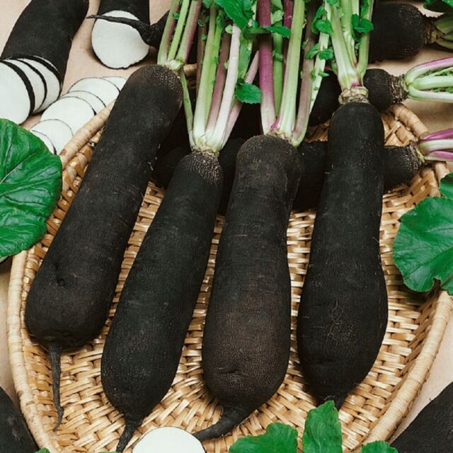 Black Radish Seeds for Planting – Heirloom Non-GMO Garden Seeds