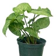 Young Buddha Tree Seedling Growing in Container