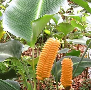 Yellow Calathea Crotalifera Plant Seeds for Planting