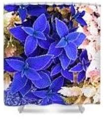 Coleus Plants in Ornamental Patio Containers