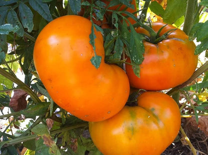 Orange Tomato Seeds for Planting – Heirloom Non-GMO Garden Seeds