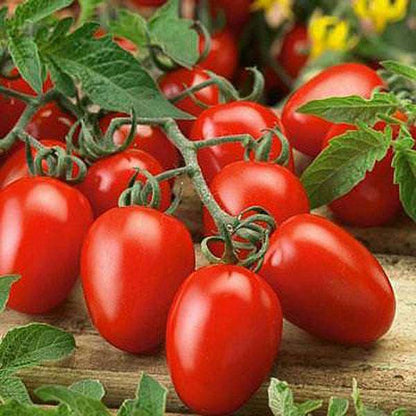 Dark Red Tomato Seeds for Planting – Heirloom Non-GMO Garden Seeds