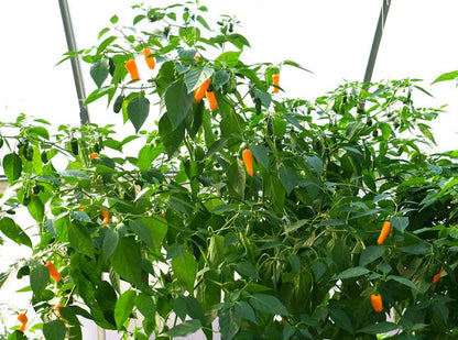 Augustine Minorcan Datil Pepper Seeds for Planting – Heirloom Non-GMO Garden Seeds