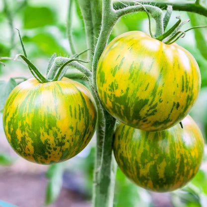 Green Yellow Tomato Seeds for Planting – Heirloom Non-GMO Garden Seeds