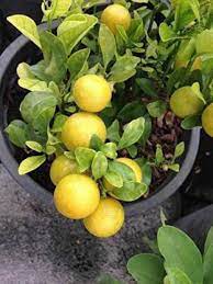 Yellow Lemon Fruit Seeds for Planting – Heirloom Non-GMO Garden Seeds