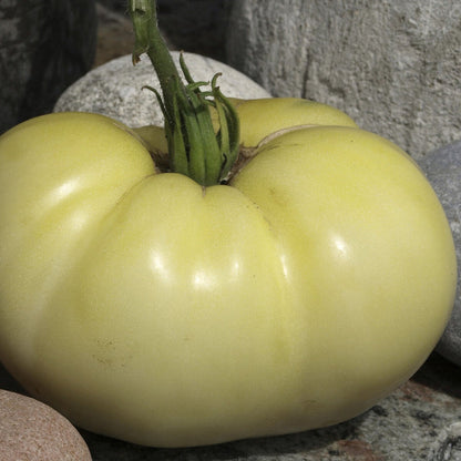 Yellow Tomato Seeds for Planting – Heirloom Non-GMO Garden Seeds