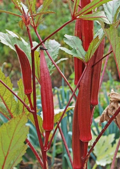 Red Okra Seeds for Planting – Heirloom Non-GMO Garden Seeds