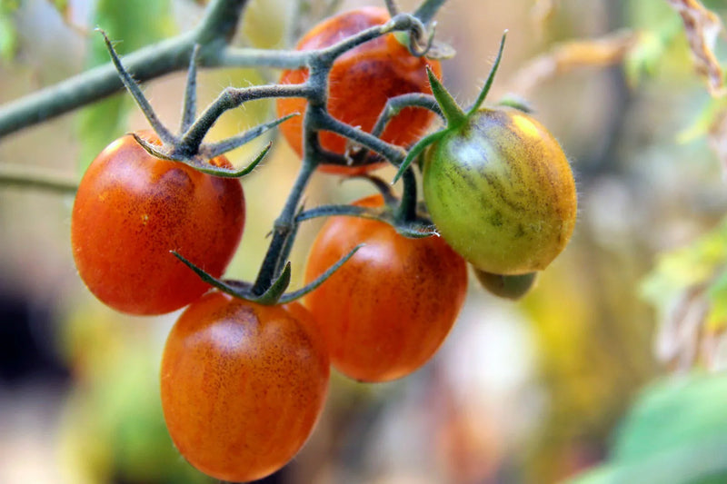 Orange Tomato Seeds for Planting – Heirloom Non-GMO Garden Seeds