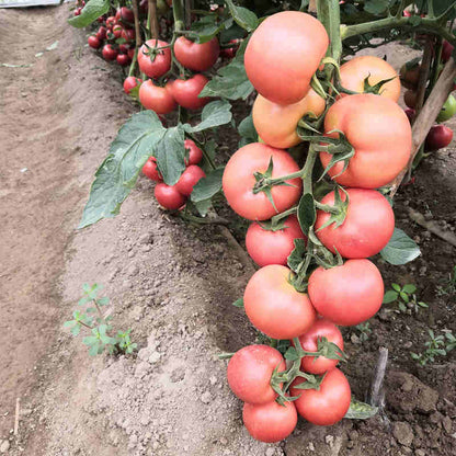 Pink Tomato Seeds for Planting – Heirloom Non-GMO Garden Seeds