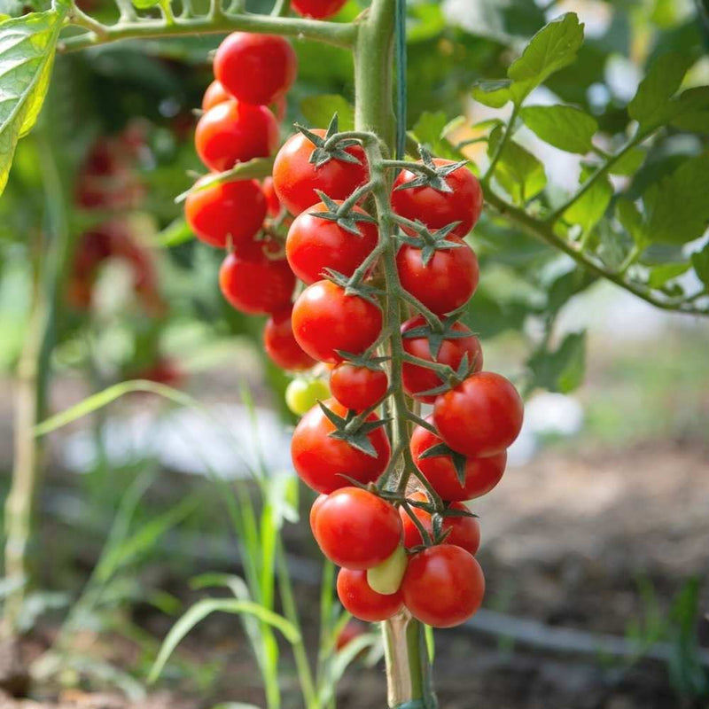 Red Tomato Seeds for Planting – Heirloom Non-GMO Garden Seeds