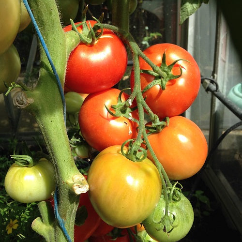 Mixed Color Tomato Seeds