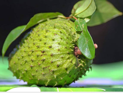 Giant Soursop Annona muricata Seeds for Planting – Tropical Soursop Seeds