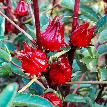 Belchanda Tengamora Seeds for Planting – Heirloom Non-GMO Garden Seeds