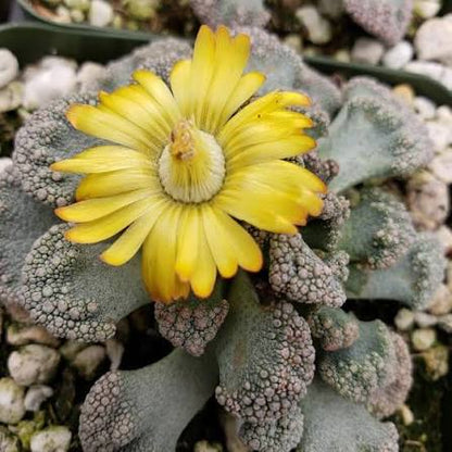 Titanopsis Fulleri Succulent in Small Container