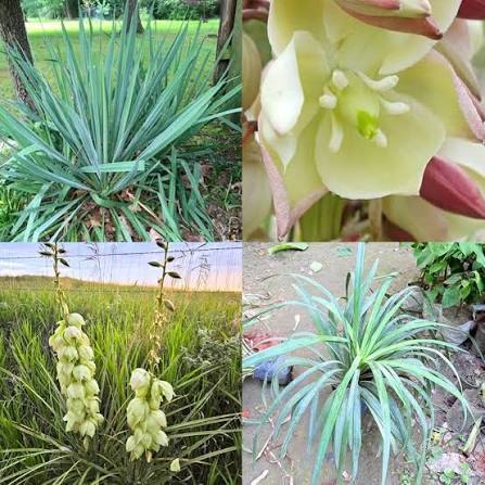 Banana Yucca Desert Plant