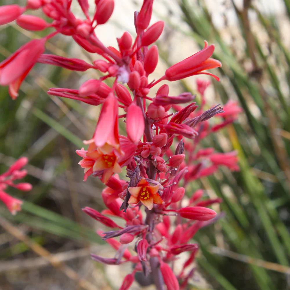 Red Yucca flower seeds