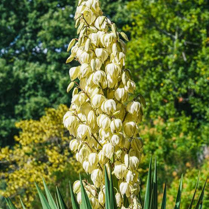 Common Yucca Flowering Plant