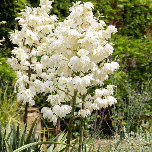 White Yucca Growing in Rock Garden Landscape