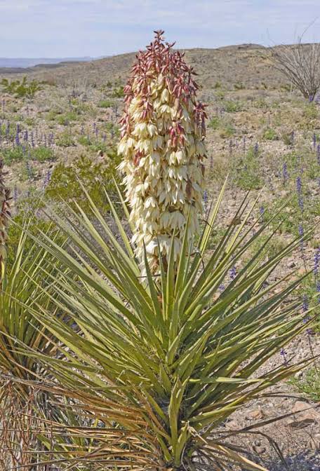 Torrey's Yucca Desert Plant