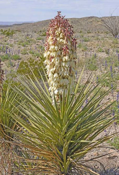 Torrey's Yucca Desert Plant