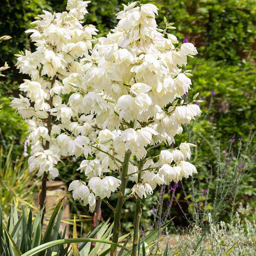 White Yucca flower seeds