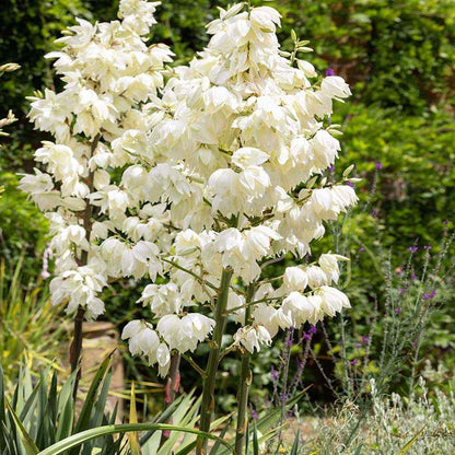 White Yucca flower seeds