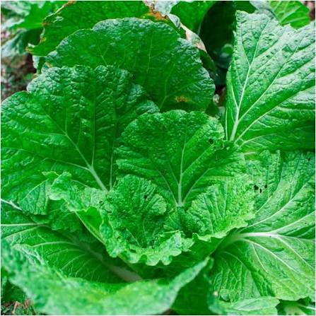 Yukina Savoy Mustard Greens