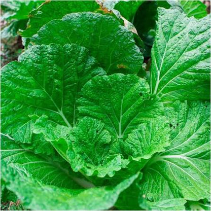 Yukina Savoy Mustard Greens