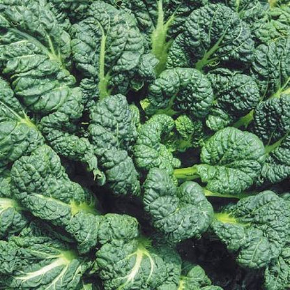 Yukina Savoy Mustard Greens