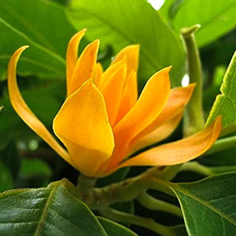Champa flower seeds