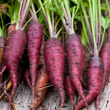 Purple Carrot Seeds