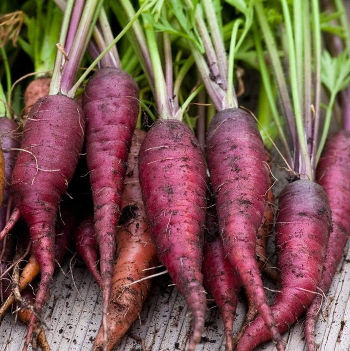 Purple Carrot Seeds