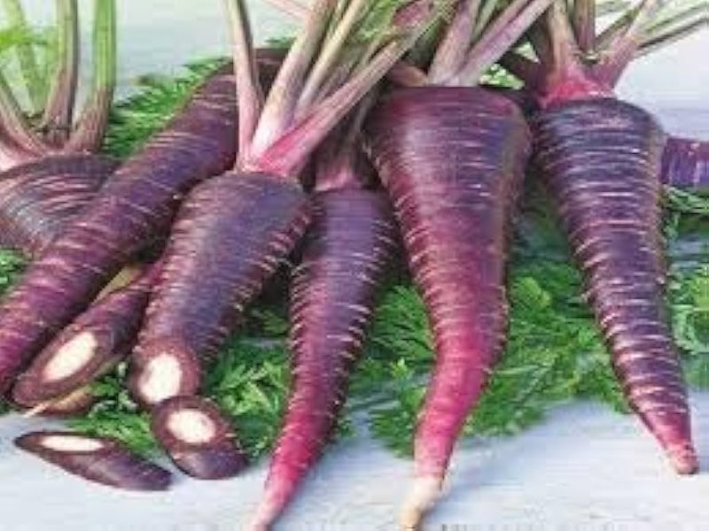 Purple Carrot Seeds for Planting – Heirloom Non-GMO Garden Seeds