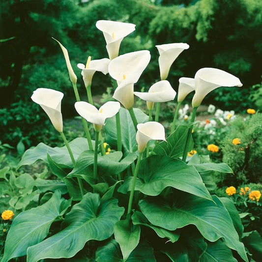 Zantedeschia Aethiopica flower seeds