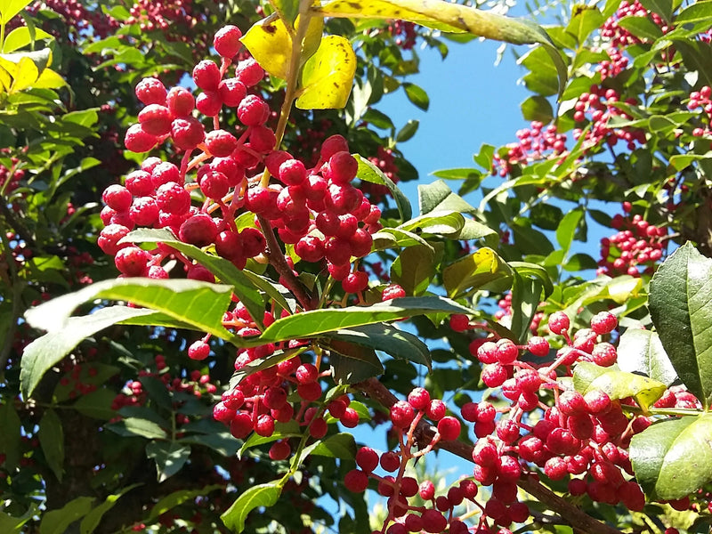 Chinese Ash Pepper Herb Seeds for Planting – Heirloom Non-GMO Garden Seeds