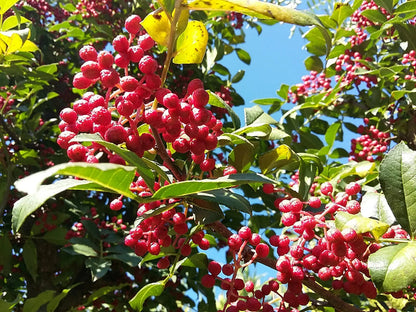 Chinese Ash Pepper Herb Seeds for Planting – Heirloom Non-GMO Garden Seeds