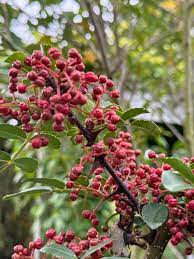 Szechuan Pepper Tree Seeds for Planting – Heirloom Non-GMO Garden Seeds