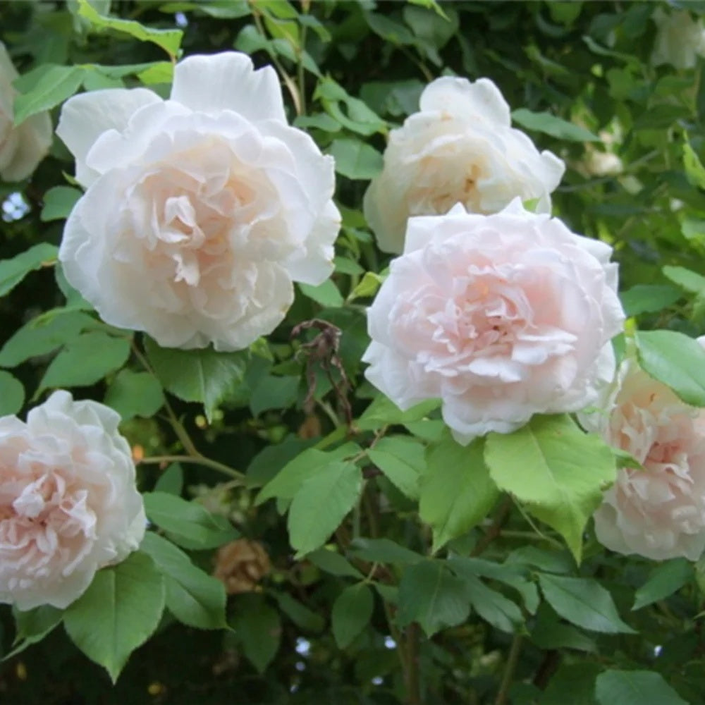 Alfred Carriere Rose plant