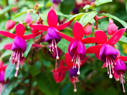 Fuchsia flower seeds