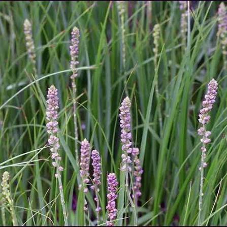 Zhi Mu Herb Plant