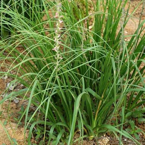 Zhi Mu Herb Plant
