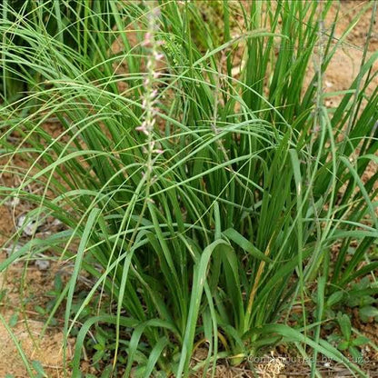 Zhi Mu Herb Plant